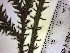  ( - TJD-511)  @11 [ ] CreativeCommons - Attribution Non-Commercial (2013) MTMG McGill Herbarium
