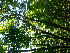  ( - TJD-340)  @11 [ ] CreativeCommons - Attribution Non-Commercial (2013) MTMG McGill Herbarium