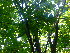  ( - TJD-340)  @11 [ ] CreativeCommons - Attribution Non-Commercial (2013) MTMG McGill Herbarium