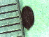  ( - TJD-348)  @11 [ ] CreativeCommons - Attribution Non-Commercial (2013) MTMG McGill Herbarium