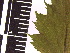  ( - TJD-037)  @11 [ ] CreativeCommons - Attribution Non-Commercial (2013) MTMG McGill Herbarium