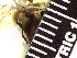  ( - TJD-037)  @11 [ ] CreativeCommons - Attribution Non-Commercial (2013) MTMG McGill Herbarium