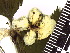  ( - TJD-037)  @11 [ ] CreativeCommons - Attribution Non-Commercial (2013) MTMG McGill Herbarium