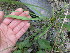  ( - TJD-363)  @11 [ ] CreativeCommons - Attribution Non-Commercial (2013) MTMG McGill Herbarium