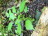  ( - TJD-373)  @11 [ ] CreativeCommons - Attribution Non-Commercial (2013) MTMG McGill Herbarium