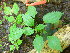  ( - TJD-373)  @11 [ ] CreativeCommons - Attribution Non-Commercial (2013) MTMG McGill Herbarium