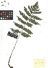  ( - TJD-496)  @11 [ ] CreativeCommons - Attribution Non-Commercial (2013) MTMG McGill Herbarium