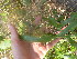  ( - TJD-383)  @11 [ ] CreativeCommons - Attribution Non-Commercial (2013) MTMG McGill Herbarium