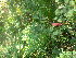  ( - TJD-384)  @11 [ ] CreativeCommons - Attribution Non-Commercial (2013) MTMG McGill Herbarium