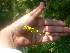  ( - TJD-384)  @11 [ ] CreativeCommons - Attribution Non-Commercial (2013) MTMG McGill Herbarium