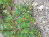  ( - TJD-410)  @11 [ ] CreativeCommons - Attribution Non-Commercial (2013) MTMG McGill Herbarium
