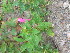  ( - TJD-410)  @11 [ ] CreativeCommons - Attribution Non-Commercial (2013) MTMG McGill Herbarium