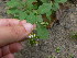  ( - TJD-415)  @11 [ ] CreativeCommons - Attribution Non-Commercial (2013) MTMG McGill Herbarium
