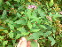 ( - TJD-416)  @11 [ ] CreativeCommons - Attribution Non-Commercial (2013) MTMG McGill Herbarium