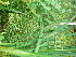  ( - TJD-432)  @11 [ ] CreativeCommons - Attribution Non-Commercial (2013) MTMG McGill Herbarium