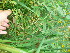  ( - TJD-432)  @11 [ ] CreativeCommons - Attribution Non-Commercial (2013) MTMG McGill Herbarium