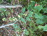  (Nabalus altissimus - TJD-434)  @11 [ ] CreativeCommons - Attribution Non-Commercial (2013) MTMG McGill Herbarium