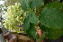  ( - TJD-449)  @11 [ ] CreativeCommons - Attribution Non-Commercial (2013) MTMG McGill Herbarium