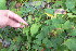  ( - TJD-463)  @11 [ ] CreativeCommons - Attribution Non-Commercial (2013) MTMG McGill Herbarium