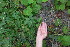 ( - TJD-463)  @11 [ ] CreativeCommons - Attribution Non-Commercial (2013) MTMG McGill Herbarium