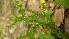 ( - TJD-509)  @11 [ ] CreativeCommons - Attribution Non-Commercial (2013) MTMG McGill Herbarium