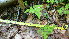  ( - TJD-477)  @11 [ ] CreativeCommons - Attribution Non-Commercial (2013) MTMG McGill Herbarium