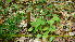  ( - TJD-064)  @11 [ ] CreativeCommons - Attribution Non-Commercial (2013) MTMG McGill Herbarium