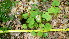  ( - TJD-064)  @11 [ ] CreativeCommons - Attribution Non-Commercial (2013) MTMG McGill Herbarium