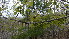  ( - TJD-008)  @11 [ ] CreativeCommons - Attribution Non-Commercial (2013) MTMG McGill Herbarium