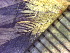  ( - TJD-068)  @11 [ ] CreativeCommons - Attribution Non-Commercial (2013) MTMG McGill Herbarium