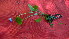  ( - TJD-076)  @11 [ ] CreativeCommons - Attribution Non-Commercial (2013) MTMG McGill Herbarium