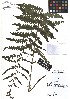 ( - TJD-478)  @11 [ ] CreativeCommons - Attribution Non-Commercial (2013) MTMG McGill Herbarium