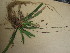  ( - TJD-549)  @11 [ ] CreativeCommons - Attribution Non-Commercial (2013) MTMG McGill University Herbarium