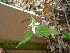  ( - TJD-550)  @11 [ ] CreativeCommons - Attribution Non-Commercial (2013) MTMG McGill University Herbarium