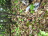  ( - TJD-550)  @11 [ ] CreativeCommons - Attribution Non-Commercial (2013) MTMG McGill University Herbarium