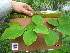  ( - TJD-551)  @11 [ ] CreativeCommons - Attribution Non-Commercial (2013) MTMG McGill University Herbarium