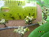  ( - TJD-551)  @11 [ ] CreativeCommons - Attribution Non-Commercial (2013) MTMG McGill University Herbarium