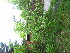  ( - TJD-551)  @11 [ ] CreativeCommons - Attribution Non-Commercial (2013) MTMG McGill University Herbarium