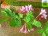  ( - TJD-558)  @11 [ ] CreativeCommons - Attribution Non-Commercial (2013) MTMG McGill University Herbarium