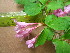  ( - TJD-558)  @11 [ ] CreativeCommons - Attribution Non-Commercial (2013) MTMG McGill University Herbarium