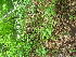  ( - TJD-558)  @11 [ ] CreativeCommons - Attribution Non-Commercial (2013) MTMG McGill University Herbarium