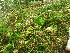 ( - TJD-560)  @11 [ ] CreativeCommons - Attribution Non-Commercial (2013) MTMG McGill University Herbarium