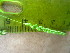  ( - TJD-561)  @11 [ ] CreativeCommons - Attribution Non-Commercial (2013) MTMG McGill University Herbarium