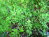  ( - TJD-561)  @11 [ ] CreativeCommons - Attribution Non-Commercial (2013) MTMG McGill University Herbarium