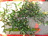  ( - TJD-564)  @11 [ ] CreativeCommons - Attribution Non-Commercial (2013) MTMG McGill University Herbarium