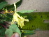  ( - TJD-564)  @11 [ ] CreativeCommons - Attribution Non-Commercial (2013) MTMG McGill University Herbarium