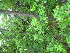  (Salix humilis - TJD-573)  @11 [ ] CreativeCommons - Attribution Non-Commercial (2013) MTMG McGill University Herbarium