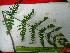  ( - TJD-574)  @11 [ ] CreativeCommons - Attribution Non-Commercial (2013) MTMG McGill University Herbarium