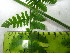  ( - TJD-574)  @11 [ ] CreativeCommons - Attribution Non-Commercial (2013) MTMG McGill University Herbarium