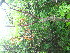 ( - TJD-575)  @11 [ ] CreativeCommons - Attribution Non-Commercial (2013) MTMG McGill University Herbarium